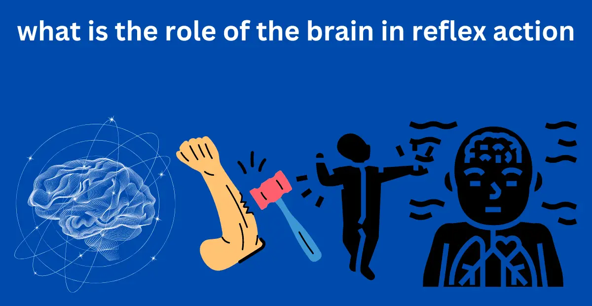 what is the role of the brain in reflex action